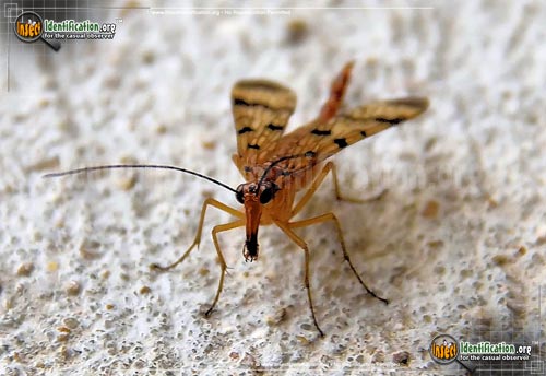 Thumbnail image #5 of the Scorpionfly