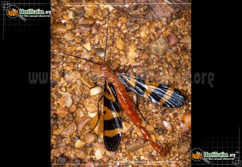 Thumbnail image #2 of the Scorpionfly