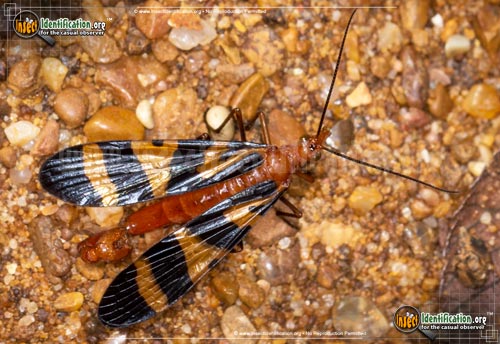 Thumbnail image #3 of the Scorpionfly