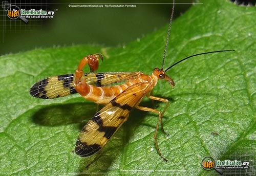 Thumbnail image of the Scorpionfly