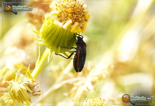 Thumbnail image #3 of the Seed-Bug-Melacoryphus-lateralis