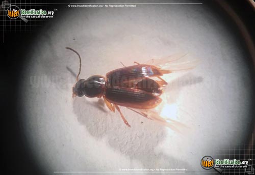 Thumbnail image of the Seedcorn-Beetle