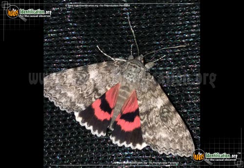 Thumbnail image of the Semirelict-Underwing-Moth