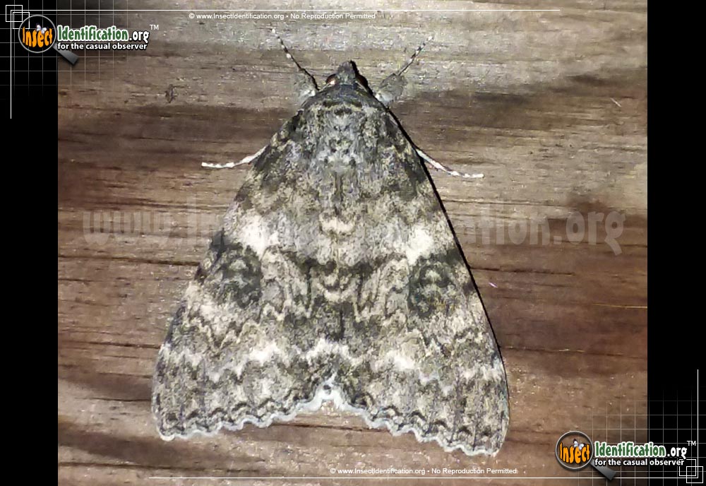 Thumbnail image #2 of the Semirelict-Underwing-Moth