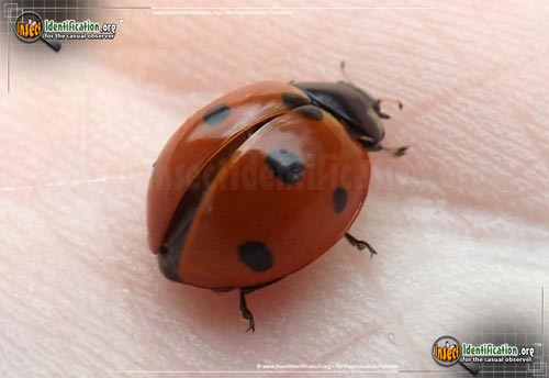 Thumbnail image #3 of the Seven-Spotted-Lady-Beetle