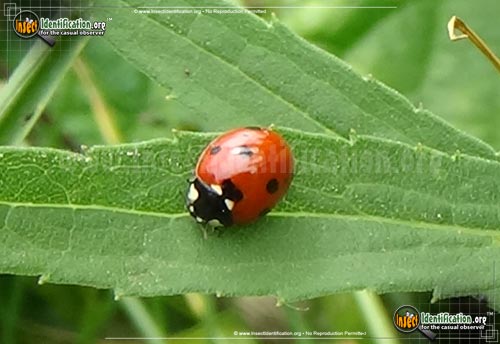 Thumbnail image #5 of the Seven-Spotted-Lady-Beetle