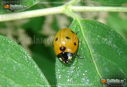 Thumbnail image of the Seven-Spotted-Lady-Beetle