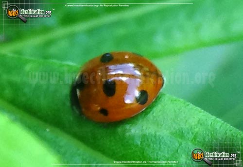 Thumbnail image #7 of the Seven-Spotted-Lady-Beetle