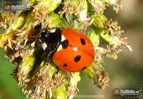 Thumbnail image of the Seven-Spotted-Lady-Beetle