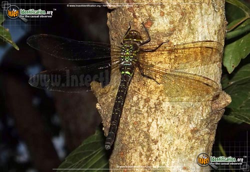 Thumbnail image #2 of the Shadow-Darner-Dragonfly