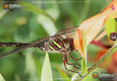 Thumbnail image #4 of the Shadow-Darner-Dragonfly