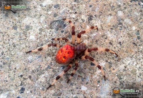 Thumbnail image #4 of the Shamrock-Spider
