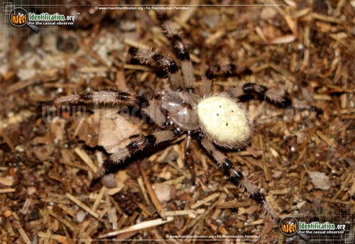 Thumbnail image of the Shamrock-Spider