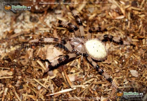 Thumbnail image #2 of the Shamrock-Spider