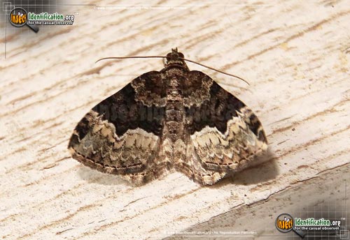 Thumbnail image of the Sharp-angled-Carpet-Moth
