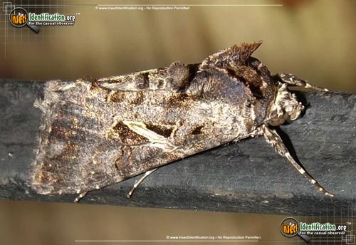 Thumbnail image of the Sharp-Stigma-Looper-Moth