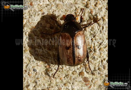 Thumbnail image of the Shining-Leaf-Chafer-Beetle
