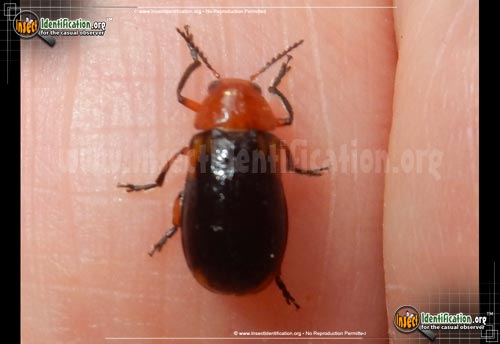 Thumbnail image of the Shiny-Flea-Beetle