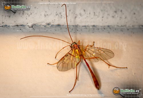 Thumbnail image #2 of the Short-Tailed-Ichneumon-Wasp