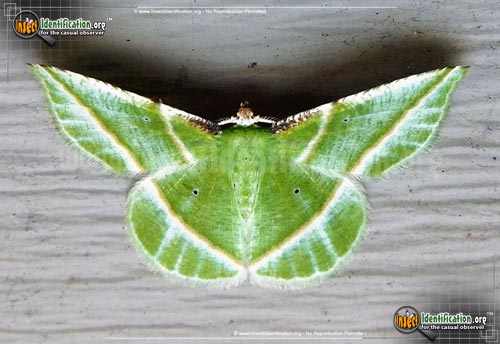 Thumbnail image of the Showy-Emerald-Moth