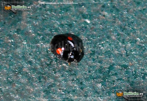 Thumbnail image of the Signate-Lady-Beetle