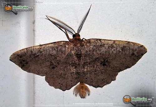 Thumbnail image of the Signate-Melanolophia-Moth