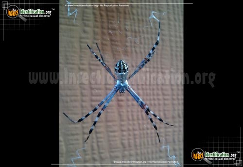 Thumbnail image #5 of the Silver-Garden-Spider
