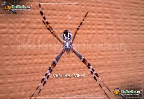 Thumbnail image #3 of the Silver-Garden-Spider