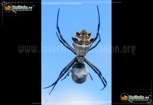 Thumbnail image #2 of the Silver-Garden-Spider