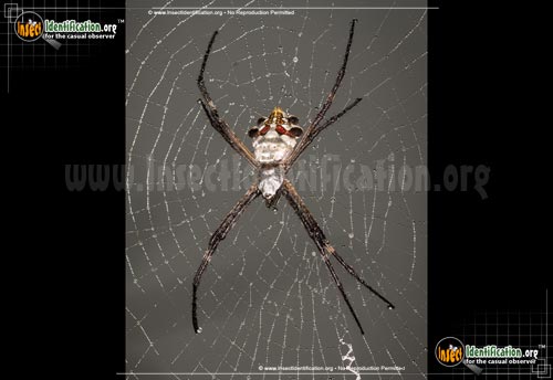Thumbnail image of the Silver-Garden-Spider