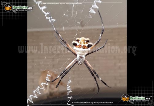 Thumbnail image #4 of the Silver-Garden-Spider