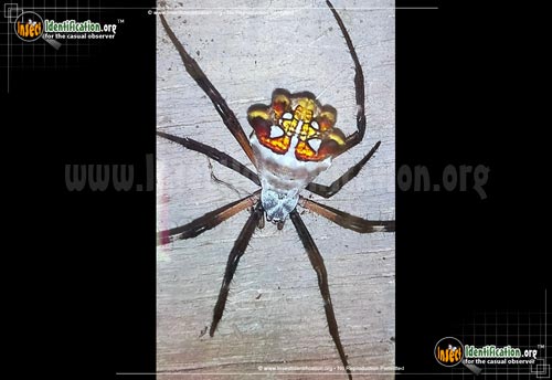 Thumbnail image #6 of the Silver-Garden-Spider