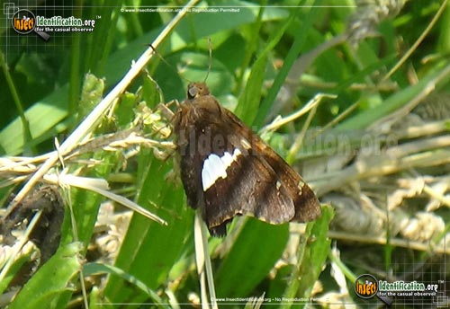 Thumbnail image #9 of the Silver-spotted-Skipper