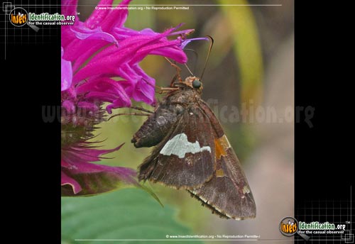 Thumbnail image #10 of the Silver-spotted-Skipper