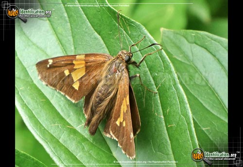 Thumbnail image #8 of the Silver-spotted-Skipper