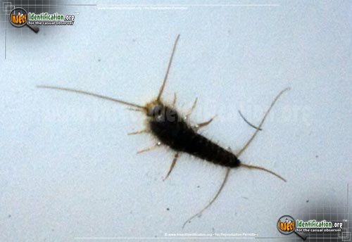 Thumbnail image #2 of the Silverfish