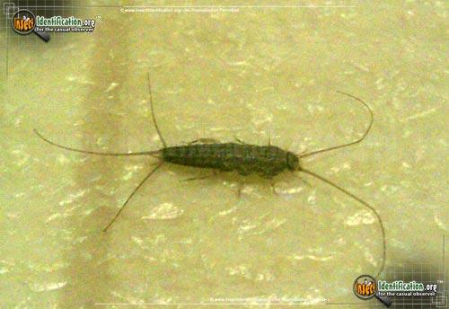 Thumbnail image #3 of the Silverfish