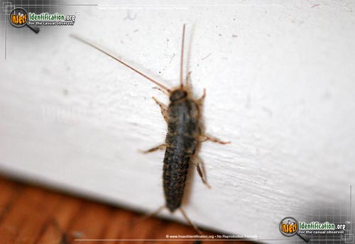 Thumbnail image of the Silverfish