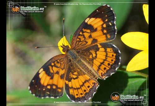 Thumbnail image of the Silvery-Checkerspot-Butterfly