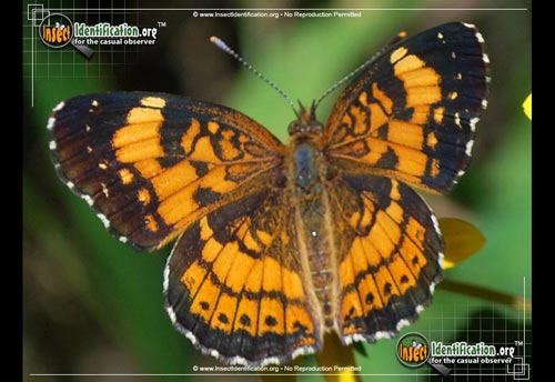 Thumbnail image #3 of the Silvery-Checkerspot-Butterfly