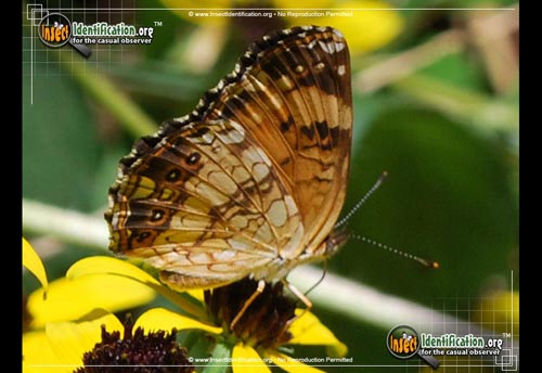 Thumbnail image #4 of the Silvery-Checkerspot-Butterfly