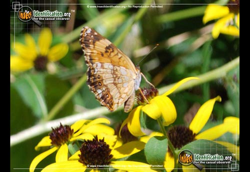 Thumbnail image #5 of the Silvery-Checkerspot-Butterfly