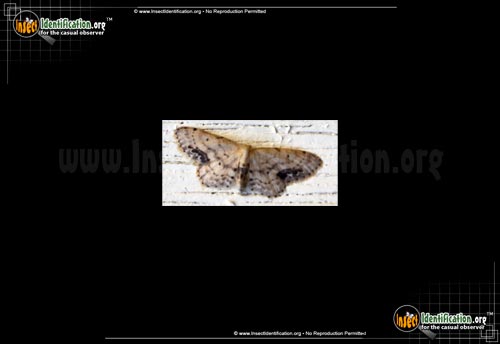 Thumbnail image of the Single-Dotted-Wave-Moth
