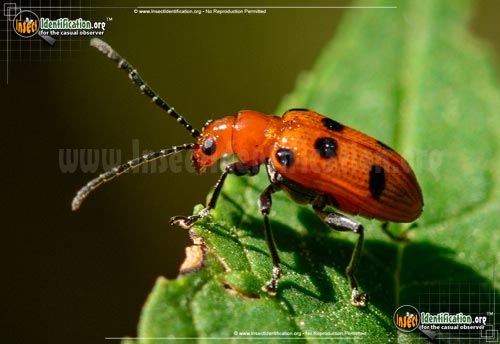 Thumbnail image #2 of the Six-Spotted-Neolema-Beetle