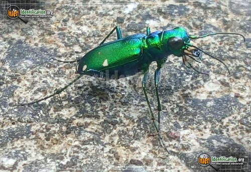 Thumbnail image #3 of the Six-Spotted-Tiger-Beetle