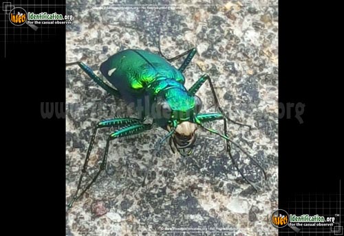 Thumbnail image #2 of the Six-Spotted-Tiger-Beetle