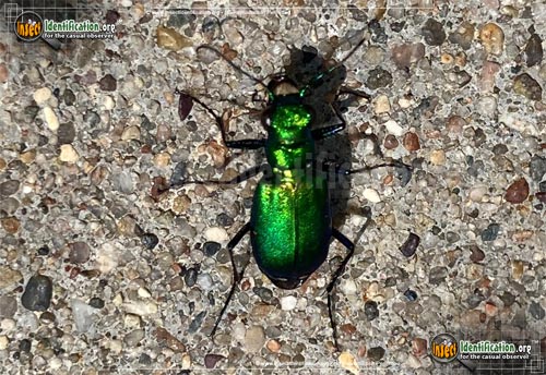 Thumbnail image #5 of the Six-Spotted-Tiger-Beetle
