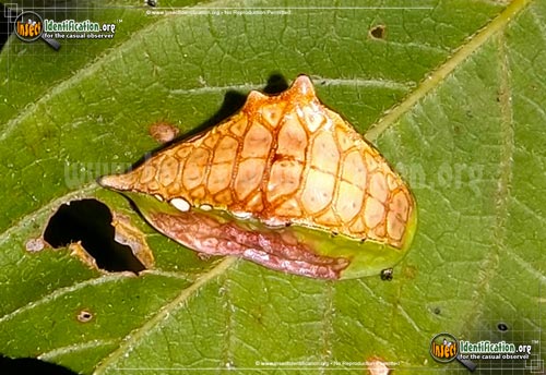 Thumbnail image #7 of the Slug-Caterpillar-Moth