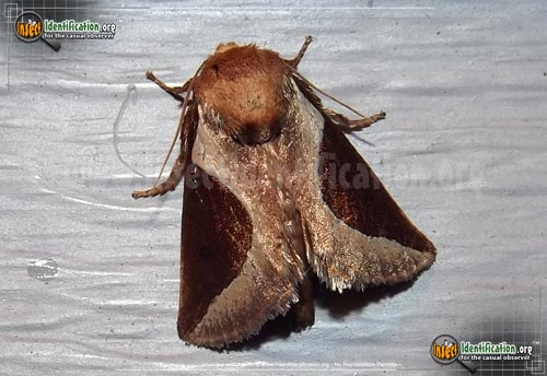 Thumbnail image of the Skiff-Moth