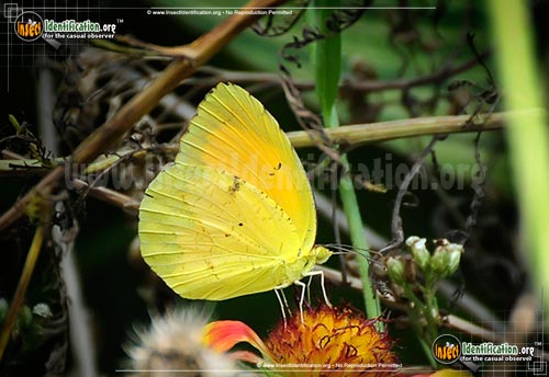 Thumbnail image #2 of the Sleepy-Orange-Sulphur-Butterfly